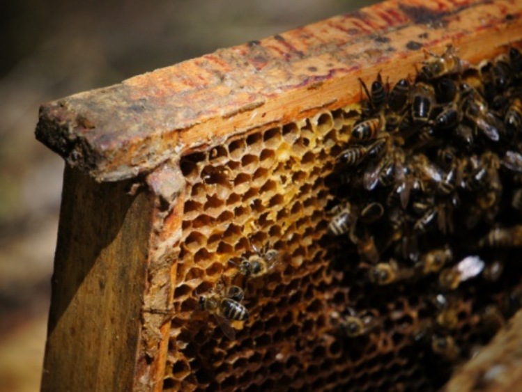 Pszczoły to serce ekosystemu. Sprawdź, dlaczego należy o nie dbać